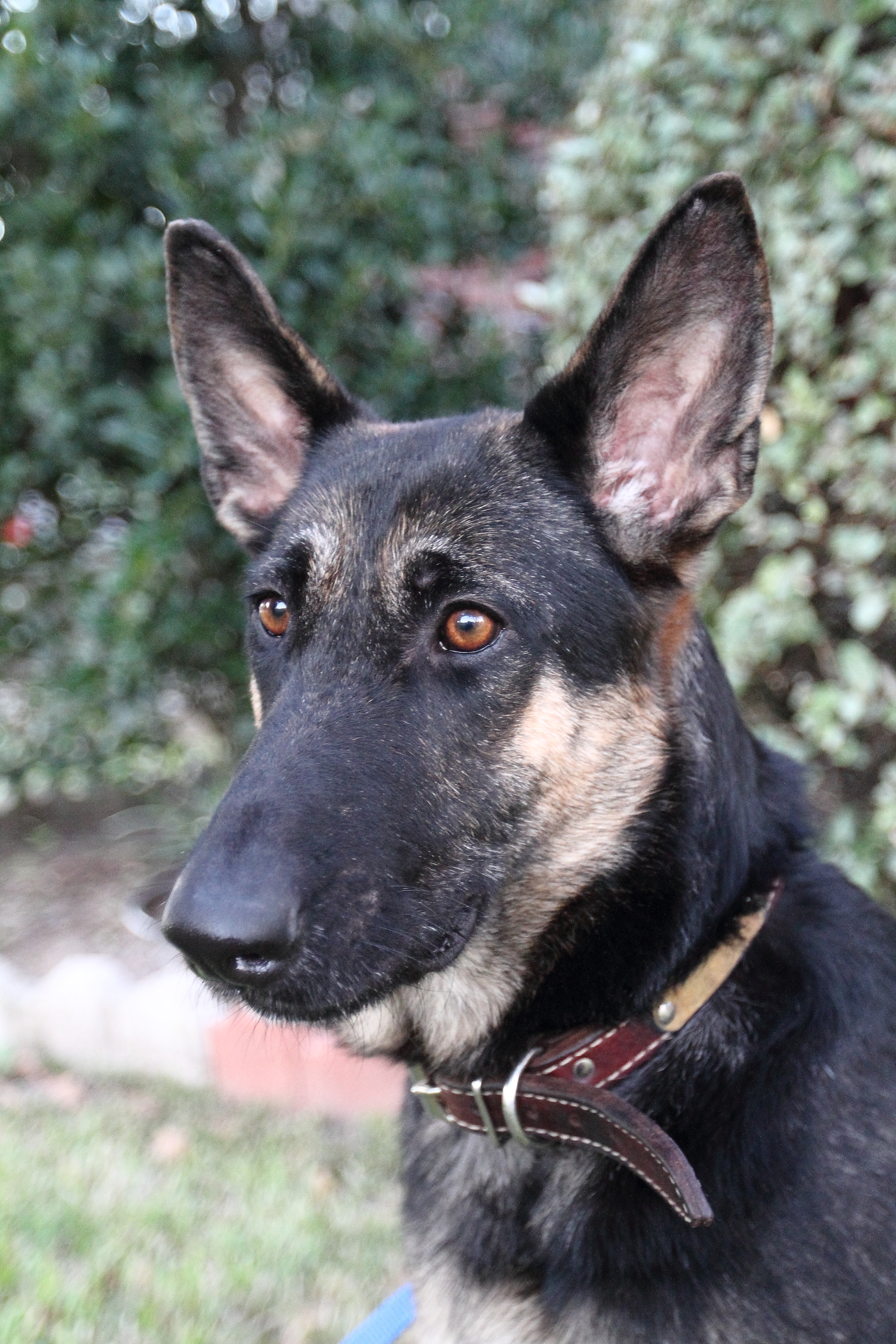 Tuve head shot small