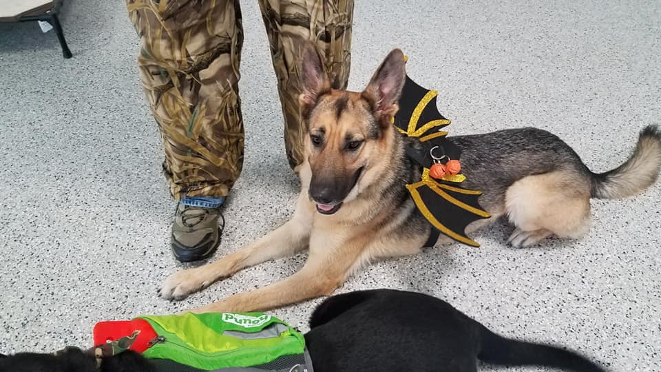 Apollo | The Rescue for PTSD